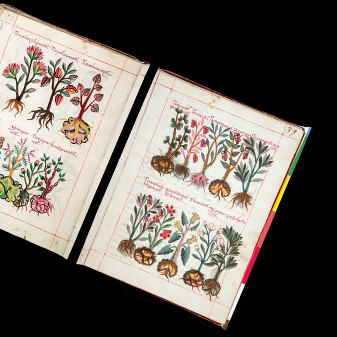Cruz-Badiano codex - 1552