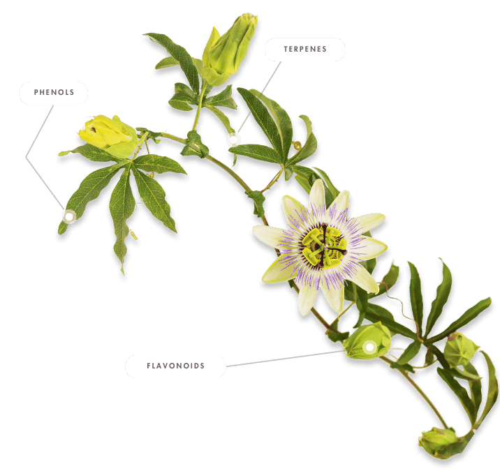 Paciflora
